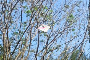 A broken kite nestled on a tree branch in a field photo