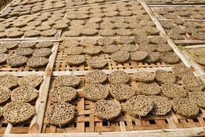 Raw crackers called Kerupuk are in the process of drying around the rice fields photo