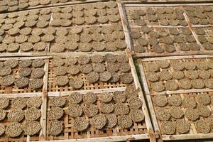 Raw crackers called Kerupuk are in the process of drying around the rice fields photo