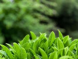 Green leaves with raindrops in garden. Macro shot of fresh foliage with water droplets on blurred background with copy space. Nature and freshness concept for wallpaper and poster. photo