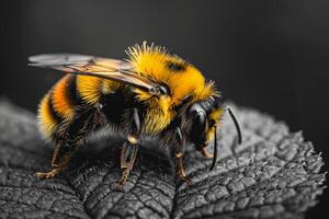 Bumblebee on a Leaf photo