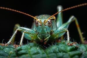 Close-Up of a Vibrant Green Grasshopper photo