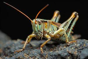 Close-up Portrait of a Green and Orange Grasshopper photo