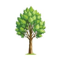 Beautiful Single Big Tree Illustration vector