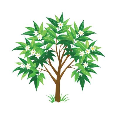 Beautiful Single Big Tree Illustration