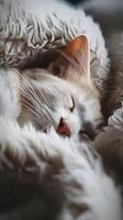 Cute cat sleeping on soft blanket, closeup. Fluffy pet photo