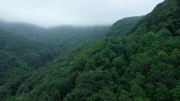 Drone over mountains covered with dense forest on a cloudy day video
