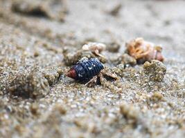 Hermit crab in a small shell on the beach photo