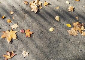 Fall leaves is scattered across the gray asphalt with diagonal striped light and shadow. Copy space. photo