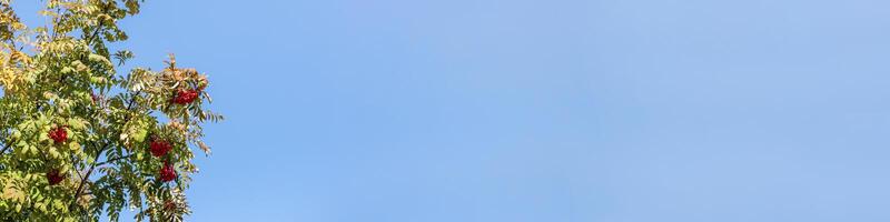 Fall banner. Rowan tree with autumn leaves and ripe red berries on blue sky backdrop. Copy space. photo