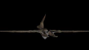 Pteranodon Dinosaur in Rotation on Black Background video