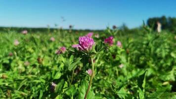Close-up of clover on green meadow swaying in the wind on sunny summer day, silhouette of man passing by in the background video