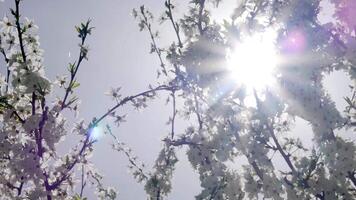 Sun glare breaks through the foliage and flowers of a large chestnut tree video