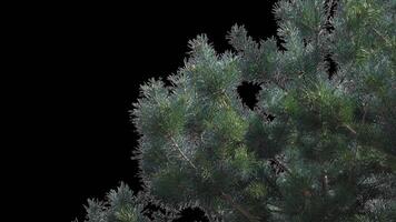 A branch of pine cones on a transparent background sways in the soft wind. Autumn landscape. Coniferous tree isolated. video