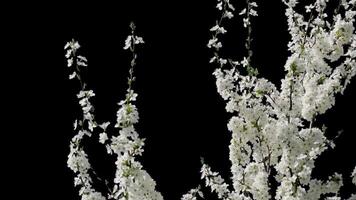 Branches with leaves on a transparent background video