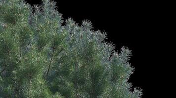 A branch of pine cones on a transparent background sways in the soft wind. Autumn landscape. Coniferous tree isolated. video