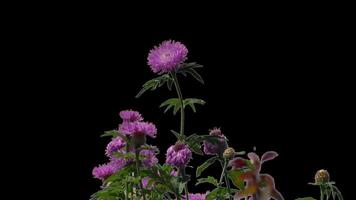 Flowers growing bushes alpha channel with transparent background to overlay other images when set video