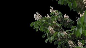Blooming chestnut tree alpha channel with transparent background to overlay other images when set video