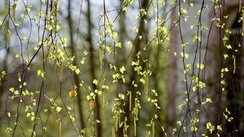 Spring birch branch with young green buds in the bright light of a spring day video
