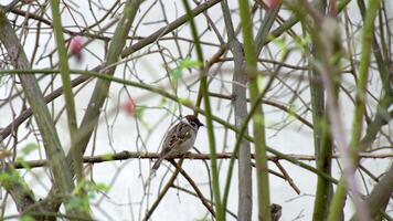 Tree sparrow sitting on the branches of a bush, looking around and puffing out its feathers. video