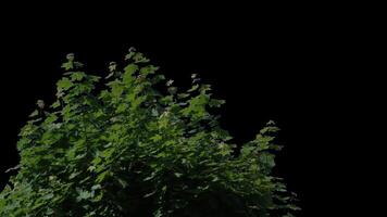Alpha channel plant tree with a transparent background for overlaying other images during installation video