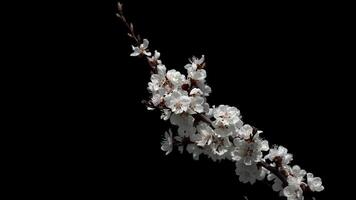 Blooming cherry branch with a transparent background of a spring cherry tree on a bright day video