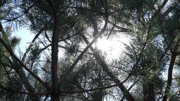 Large pine branch with large needles on a warm spring day. video
