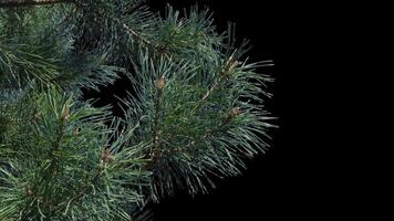 A branch of pine cones on a transparent background sways in the soft wind. Autumn landscape. Coniferous tree isolated. video
