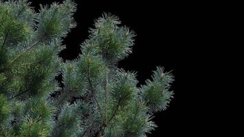 A branch of pine cones on a transparent background sways in the soft wind. Autumn landscape. Coniferous tree isolated. video