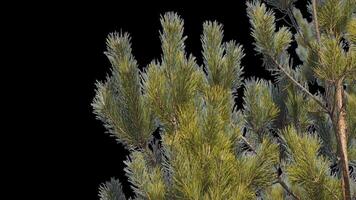 A branch of pine cones on a transparent background sways in the soft wind. Autumn landscape. Coniferous tree isolated. video