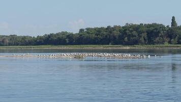 Flock of white gulls on island in middle of river. video