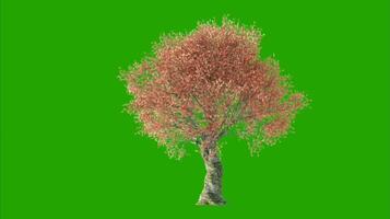 Trees on a green background. Seamless looping 4k time-lapse animation background video