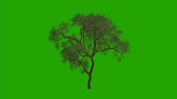 Trees on a green background. Seamless looping 4k time-lapse animation background video