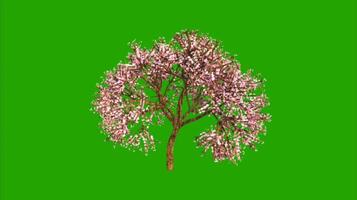 Trees on a green background. Seamless looping 4k time-lapse animation background video