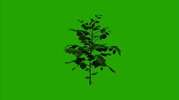 Trees on a green background. Seamless looping 4k time-lapse animation background video