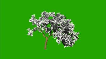 Trees on a green background. Seamless looping 4k time-lapse animation background video