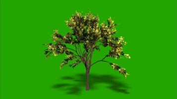 Trees on a green background. Seamless looping 4k time-lapse animation background video