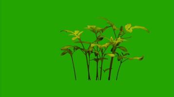 Trees on a green background. Seamless looping 4k time-lapse animation background video