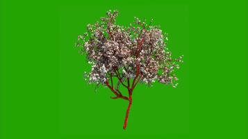 Trees on a green background. Seamless looping 4k time-lapse animation background video