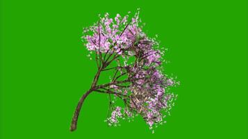 Trees on a green background. Seamless looping 4k time-lapse animation background video