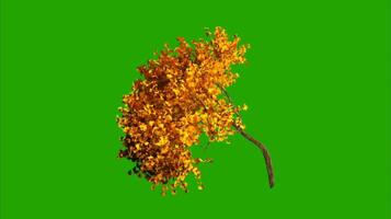 Trees on a green background. Seamless looping 4k time-lapse animation background video