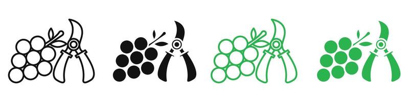 Pruning grape icon depicting vineyard management and agricultural practices, suitable for wineries, vineyards, and agricultural education vector