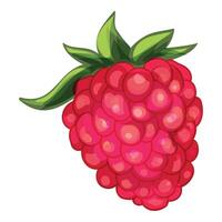 Ripe red raspberry showing tiny bulbs forming juicy berry vector