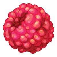 Juicy red raspberry showing tiny bulbs forming the fruit vector