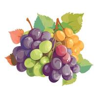 Ripe grape bunches on green leaf backdrop isolated vector