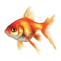 Goldfish swimming isolated icon design vector