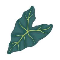 exotic leaf plant botany illustration isolated vector