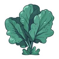 Fresh green spinach growth icon isolated vector