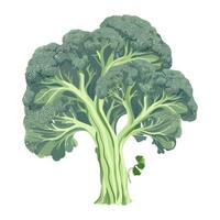 Fresh green broccoli for a healthy meal icon isolated vector