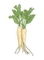 Fresh organic vegetables parsnip icon isolated vector